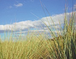 Strandhofer Insel Poel